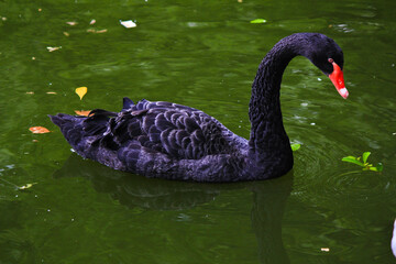swans on the lake