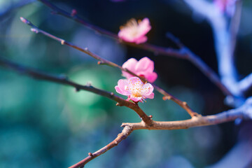 Cherry blossom sakura during spring in Japan