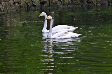 swans on the lake