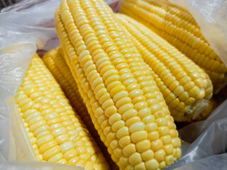 Organic sweet corn cobs, freshly peeled and ready for sale on marketplace. Close up shot