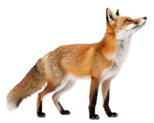 fox on transparent background