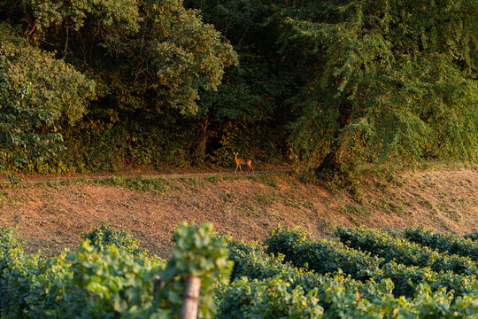 vista dettagliata su di un capriolo su una strada sterrata in un ambiente naturale di campagna, tra alberi e vigne, al tramonto, in estate
