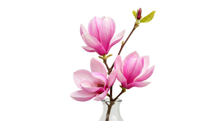Obraz premium Isolated Magnolia Flowers in Glass Vase