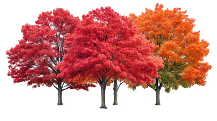 A Stunning Collection of Four Trees Featuring Vibrant Red and Orange Leaves in High Detail Realistic Style Against a Clean White Background