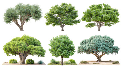 Exploring the Diverse Beauty of Green Trees in a Minimalistic Collection on a Crisp White Background