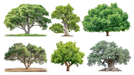 A Stunning Collection of Various Green Trees Isolated on White Background in Realistic Style Showcasing Different Tree Species for Modern Graphic Design