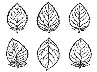 Obraz premium Sweet Basil line art in minimalist black and white