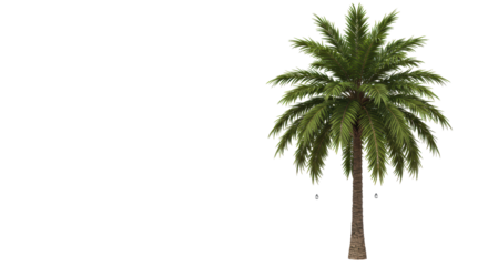 Isolated palm tree