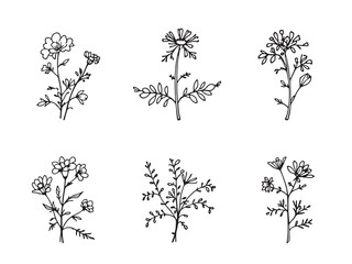 Tansy line art design in elegant floral style and simplicity