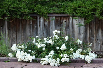 Big beautiful bush of white rose in the garden. Beautiful blooming rose
