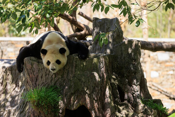 Obraz premium One giant panda sleeping in park