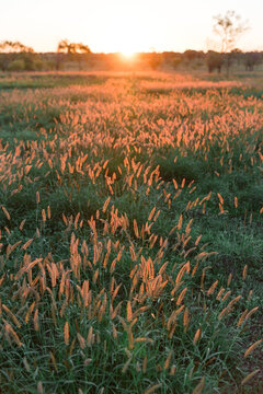 Green Grass at Sunset