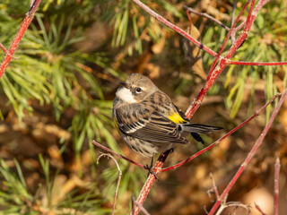 A Yellow-rumped Warbler perched on a red twig and showing its yellow rump