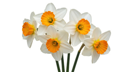 Isolated Daffodil Flowers