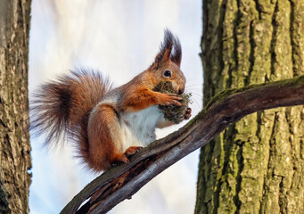 cute little animal red squirrel sits on tree trunk with moss in paws and teeth for nest arrangement in spring in forest