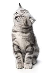 Obraz premium Cute tabby kitten with funny facial expression sitting isolated on white background. British shorthair gray young small cat shakes head, ears in different directions, sitting posing front view