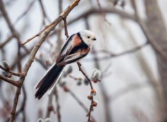 portrait of plump white bird tit with long tail sitting in spring sunny park on willow branches with buds