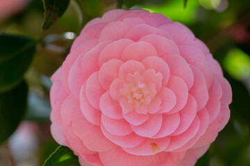 Close-up of Light Pink Camellia Flower in Full Bloom