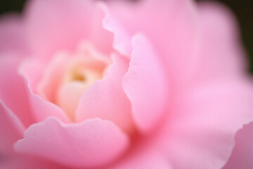 close up of a pink flower on a pink background1