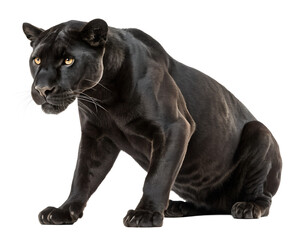 Fototapeta premium panther on transparent background