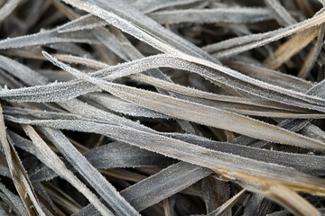 Morning Serenity Close-Up Elegance of Fresh Grass and Dew