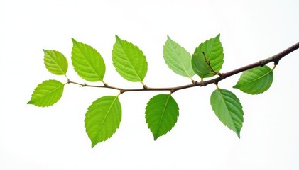 A bare branch with leaves isolated against white, minimalist, foliage