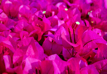 Many Bougainvillea flowers in full bloom  background,