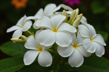 Fototapeta premium bunch of white flowers that are on a bush