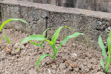 Green corn seedlings
