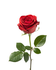 Single Red Rose