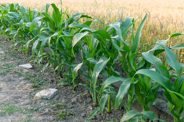 Green corn leaf crops