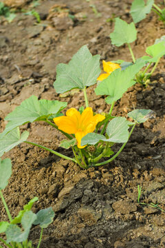 Fresh Round gourd vegetable Pakistani Kaddo sabzi Ghiya Kado pakistani, tinde ki sabji tandy vegetable، "Indian round gourd, Tinda pile displayed in order on vendor's. Praecitrullus fistulosus pile