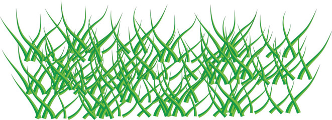 green grass isolated on white background