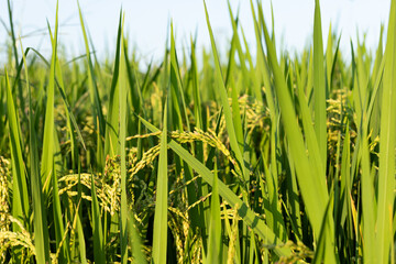 Fototapeta premium Rice ears in a paddy field