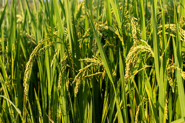 Rice ears in a paddy field