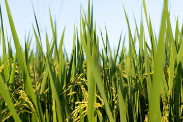 Obraz premium Rice ears in a paddy field