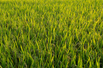 Obraz premium Rice ears in a paddy field