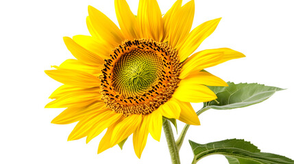 Vibrant Sunflower Bloom in Isolation on Crisp White Background - Professional Stock Photo