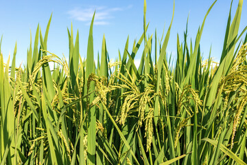 Lush rice in a rice field in the daytime sun