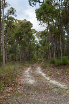 Track through Jarrah Forest with Grass Trees