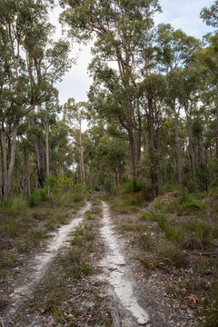 Track through Jarrah Forest with Grass Trees