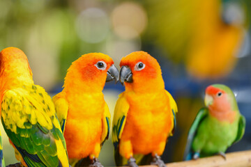 portrait sun conure aratinga solstitialis free flying parrot.