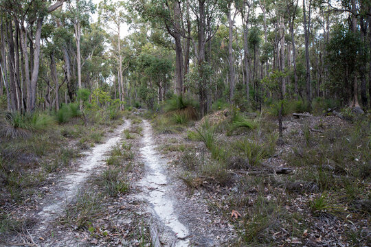 Sandy track through the bush