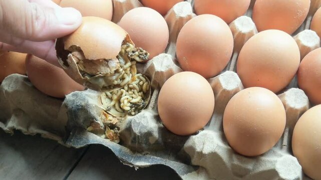 Chicken eggs in a cage that are broken and contain maggots
