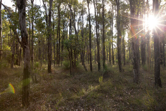 Jarrah forest with grass trees and sun flare