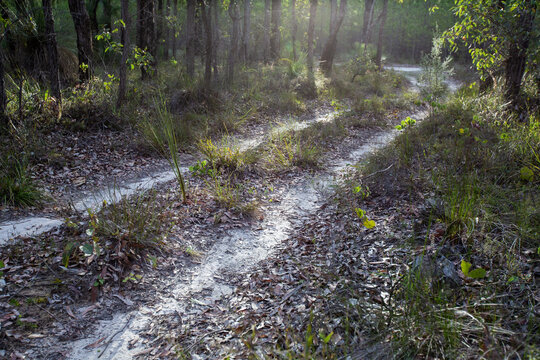 Sandy track through the bush