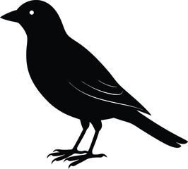 crow silhouette on white background.