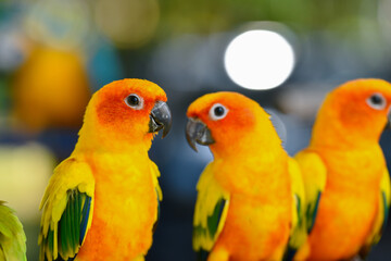 portrait sun conure aratinga solstitialis free flying parrot.