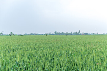 The green wheat plant