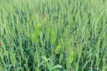 The ears of a wheat plant